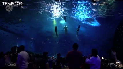 Pandai Berenang dan Menyelam, Robot Hiu Hadir di Akuarium Shanghai