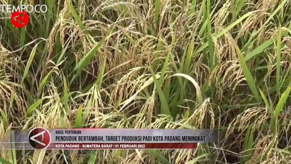 Target Padi di Kota Padang Naik Jadi 61.810 Ton