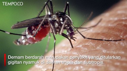 Waspada DBD, Kapan Jam Aktif Nyamuk Demam Berdarah Menggigit?