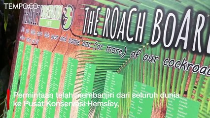 Valentine's Day: Namai Kecoak dengan Panggilan Mantan untuk Balas Dendam