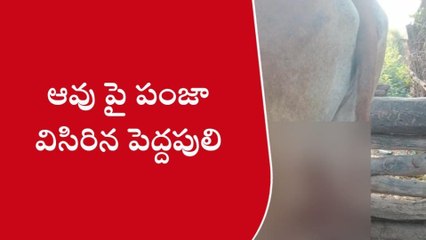 కాగజ్ నగర్: మళ్లీ వచ్చిన పెద్దపులి.. మహారాష్ట్రకు వెళ్లలేదా మరి!