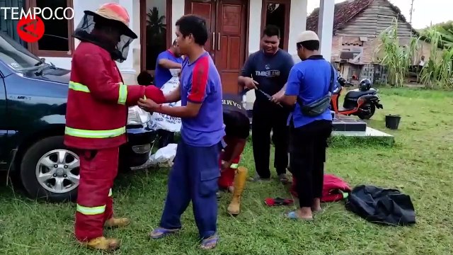 Tawon Vespa yang Beracun Berhasil Dievakuasi Petugas Damkar Pangkalpinang