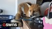 Fox trashes family kitchen after creeping in at night and refuses to leave