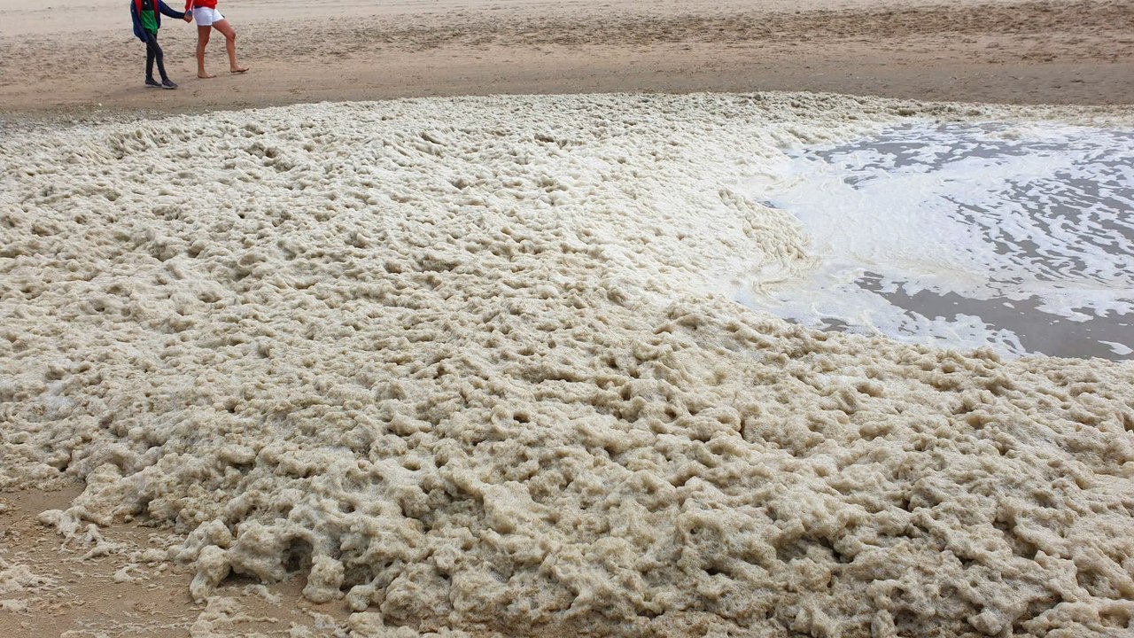 Nordsee: algenschaum alarmiert naturschützer