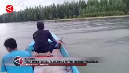 Terdampar di Pulau Seram Maluku, Bangkai Paus Sperma Dievakuasi