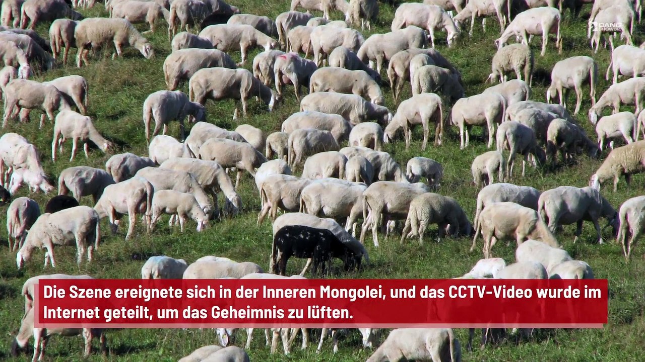 China: Schafe laufen 12 Tage im Kreis
