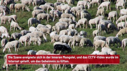 China: Schafe laufen 12 Tage im Kreis