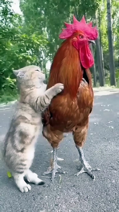 the cat asked to be padlocked with the chicken