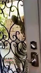 Zebra opens the door to say hello Funny Animals