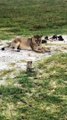 Baby Lion Roars  Lion Cub Roaring