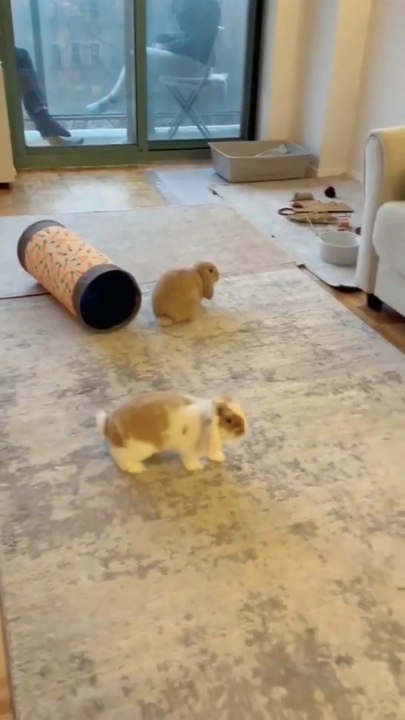 Super cute Bunnies please subscribe