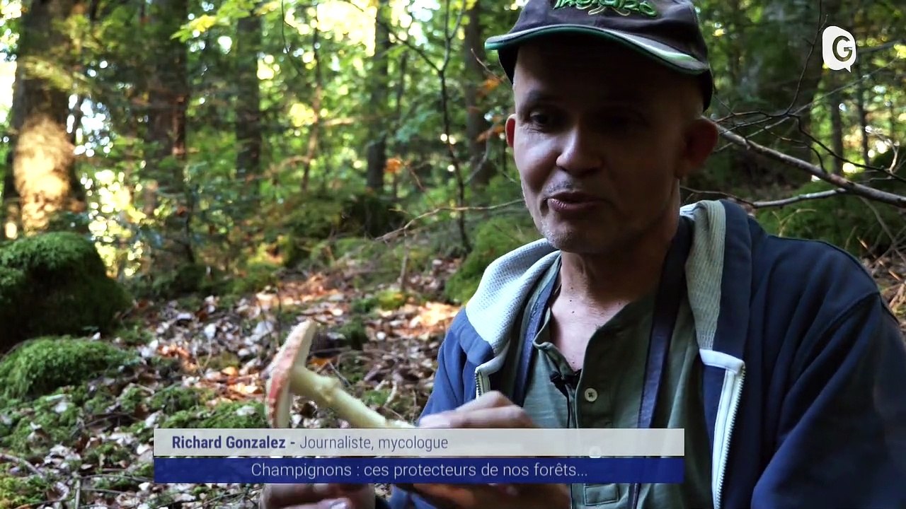 Reportage - Champignons : ces protecteurs de nos forêts !