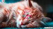 Relax Your Cat with Ocean Waves Sound, Relaxing Music for Cats with Ocean Waves Sound, Cat Sleep Music, Cat Separation Anxiety, Relax my Cat