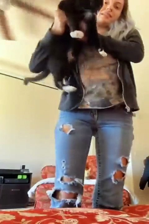 Funniest Videos 2022  Funny Cats  and Dogs  Part 34