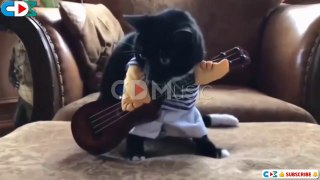 Cute Cats Video, Halloween costumes, Funny Cats, Cat Videos