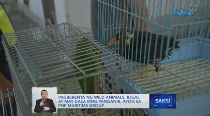 Download Video: Iba't ibang uri ng hayop kabilang ang mga endangered species, nasagip; 7, huli | Saksi