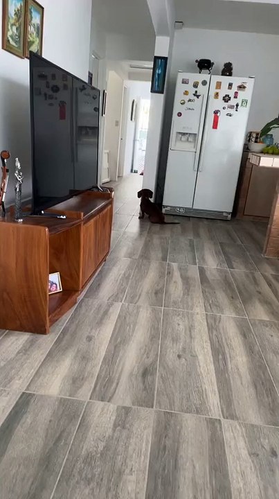 Quand des chiens jouent à cache-cache