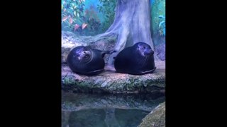 Cute baby animals Videos Compilation cute moment of the animals  Cutest Animals 22