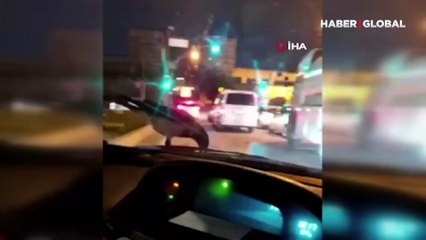 İstanbul trafiğinde ceviz yiyen karganın görüntüleri yüzleri gülümsetti