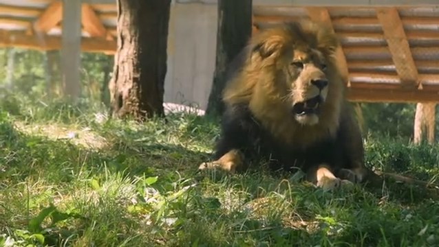 Lion put under anaesthetic to undergo root canal for chipped tooth