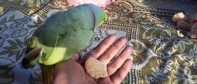 Parrot Talking | Parrot Food Banana  parrot Talking hindi