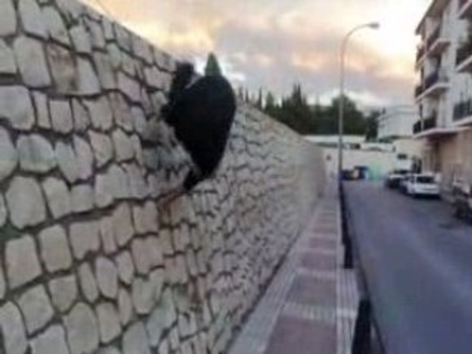 Luky Parkour (cabra)