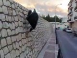 Luky Parkour (cabra)