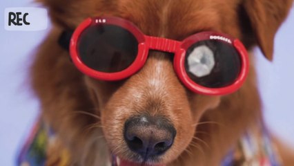 Cute Animal  #Cuteanimal #Animal #Animalcute #dog