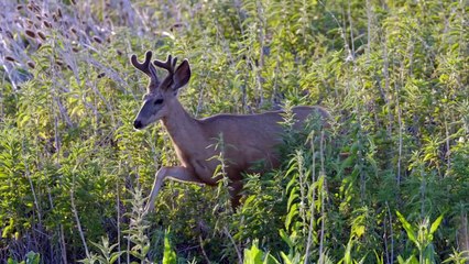 Why and How These Pronghorns Are Differ From Deer