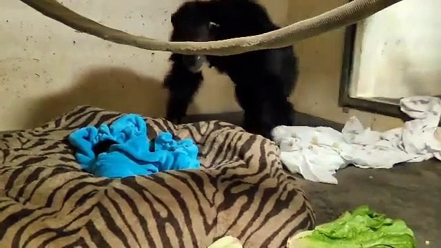 Retrouvailles émouvantes d’une mère chimpanzé et son bébé