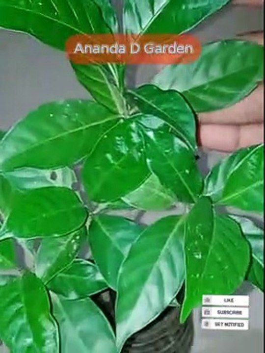 Chandni cutting plant /টগর ডাল থেকে চারা /Night jasmine plant / Tagor