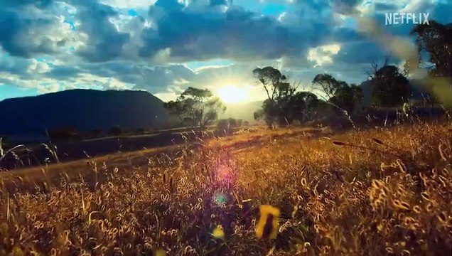 En el valle de los canguros Tráiler VO