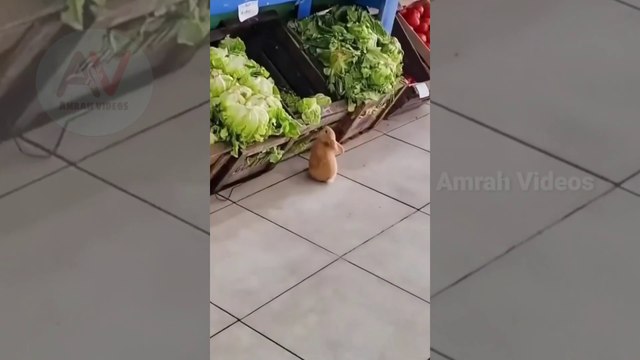 Cute Rabbits | Funny Animal Videos 2022 | baby Rabbits | cute animals | Amrah Videos | compilation 03 |