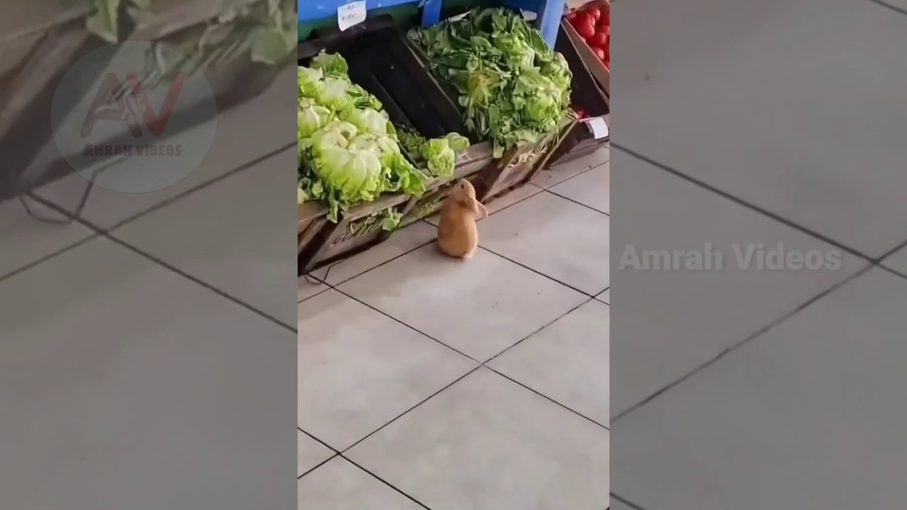 Cute Rabbits | Funny Animal Videos 2022 | baby Rabbits | cute animals | Amrah Videos | compilation 03 |