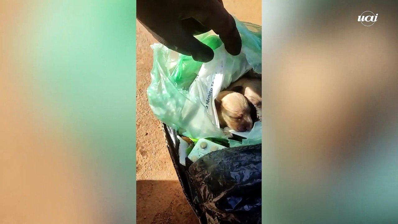 Filhotes de cachorro são encontrados em lixo por garis em Abaeté (MG)