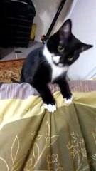 Cat Whips Her Head Back and Forth
