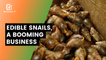 Benin: Edible snails, a booming business