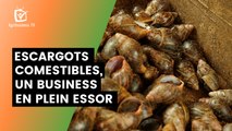 Bénin : Escargots comestibles, un business en plein essor