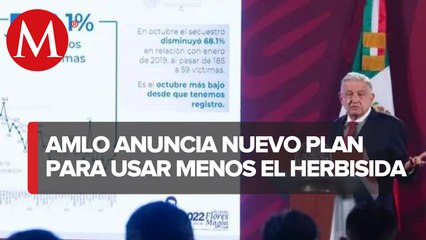 AMLO anuncia que directora de Conacyt alista alternativa contra el glifosato