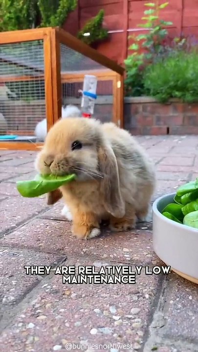 Rabbit  One Alternative Animal To Have As A Pet