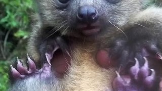 Olinguito  One Of The Cutest And Exotic Animal In The World