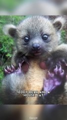 Olinguito  One Of The Cutest And Exotic Animal In The World