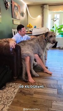 Irish Wolfhound One Of The Tallest Dog Breeds In The World