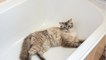 Does your cat like watching you shower? Find out why