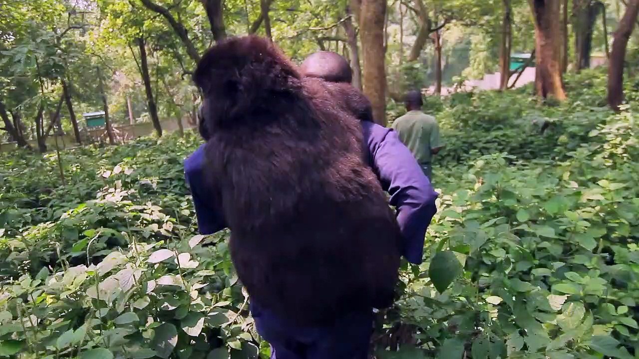 virunga