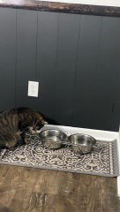 Simba the Cat Drinking From Water Bowl in a Weird Way