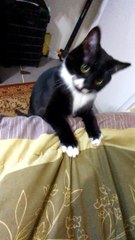 Cat Whips Her Head Back and Forth