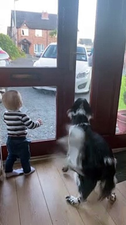 Collie Knocks Sister Coming Through Front Door Over