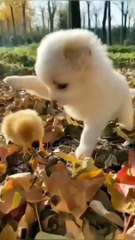 Cute Cat and Chicken Baby  #Cat #Funny Cat #Funny animal Video