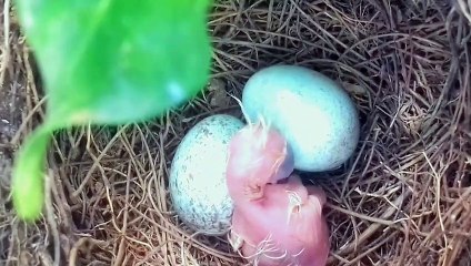 Nascimento de filhotes de sabiá laranjeira